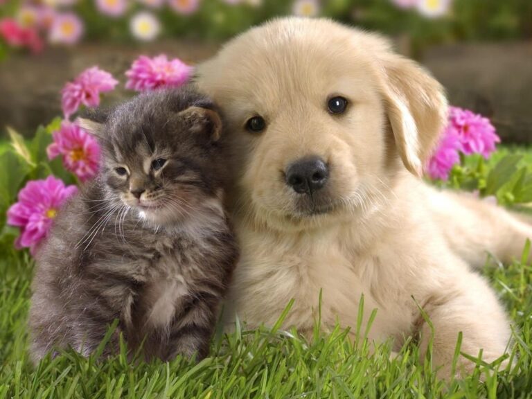 Tips Mengobati Scabies Pada Kucing, Anjing dan Kelinci Secara Alami dan Cepat
