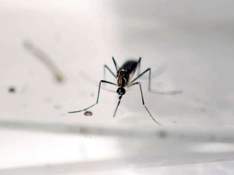 Pengobatan Demam Chikungunya dengan Air Kelapa