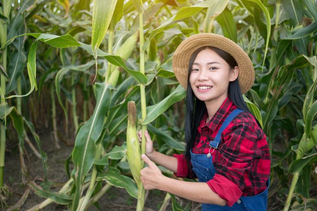 Belajar Medis Holistik: Memahami Prinsip Penyembuhan dari Perumpamaan Tentang Petani