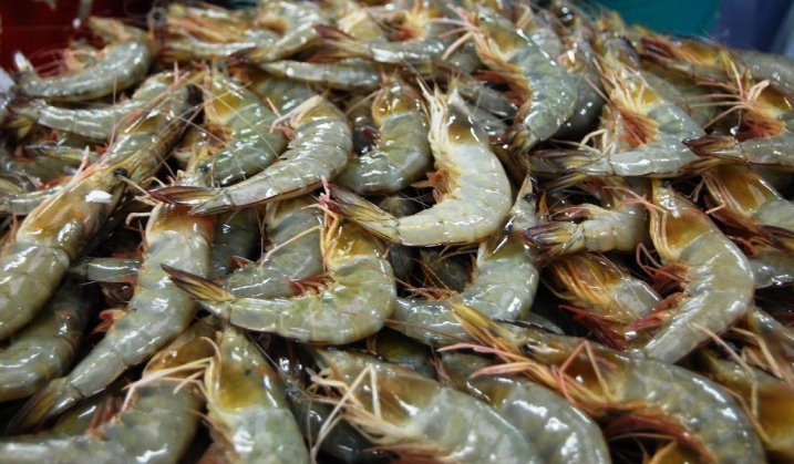 Sering Ditipu Pedagang Nakal, Jangan Pernah Beli Udang dengan Ciri-ciri Ini! Bisa Jadi Malapetakan untuk Keluarga