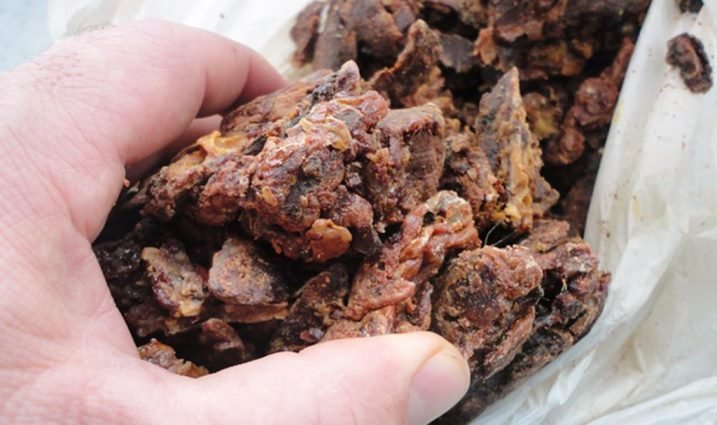 Propolis, Lebih Berkhasiat Dibandingkan Pengobatan Medis Konvensional Jutaan Rupiah