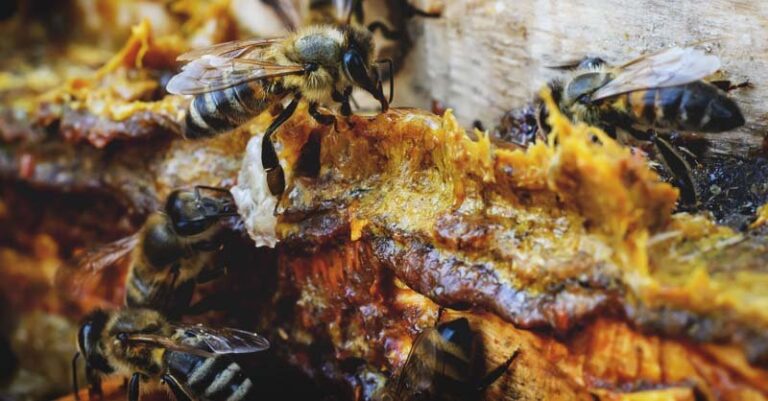 Air Liur Lebah, Obat Ajaib Taklukkan 1001 Penyakit