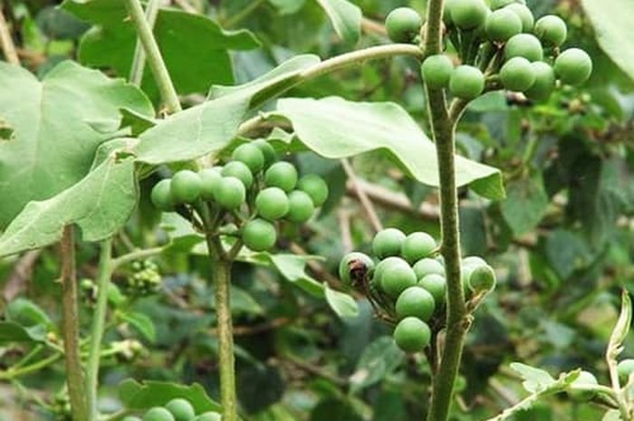 Mata Minus Sembuh dan Prostat Sehat Karena Buah Takokak
