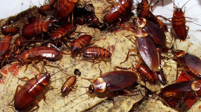 Apa yang Akan Terjadi Bila Tidak Ada Kecoak di Bumi Ini?